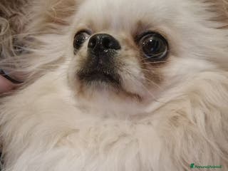 Chihuahua cani in regalo: Chihuahua a pelo lungo in adozione - Annuncio 3