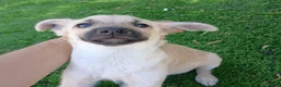 Meticcio cani in regalo: Milù  - Annuncio 7