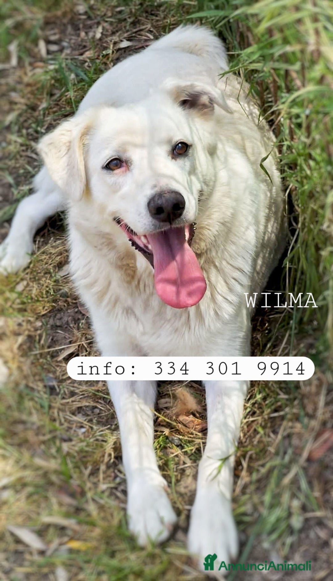 Meticcio cani in regalo: WILMA 🩷 - due anni ed è ancora senza famiglia 😢 - Annuncio 1