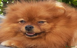 Spitz cani in regalo: Spitz tedesco NANO Pomerania  a Provincia di Monza e della Brianza - Immagine 9