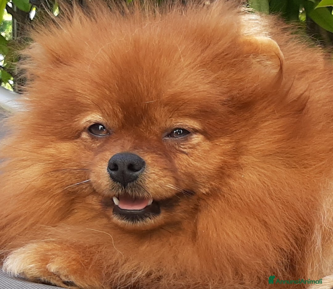 Spitz cani in regalo: Spitz tedesco NANO Pomerania  a Provincia di Monza e della Brianza - Immagine 9