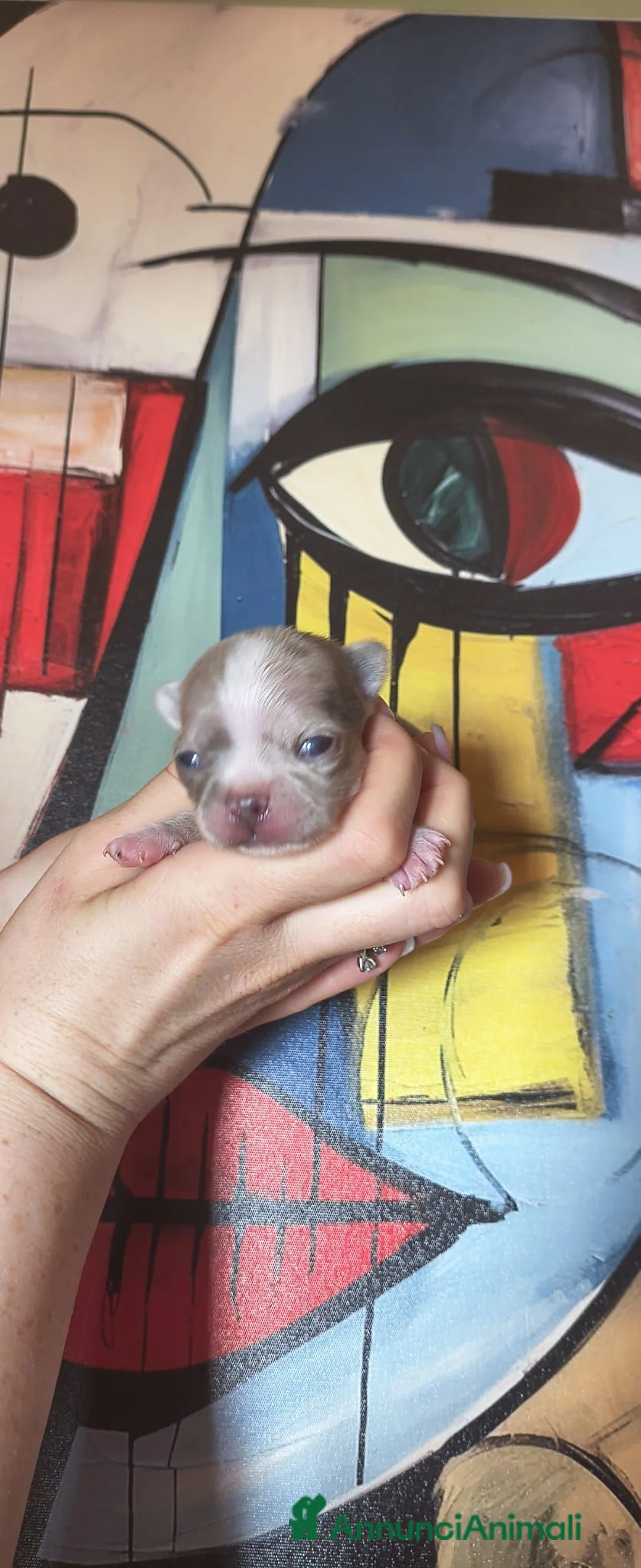 Chihuahua cani in vendita: CHIHUAHUA MASCHIETTO  a Città Metropolitana di Torino - Annuncio 2