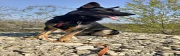 Pastore Tedesco cani in vendita: Pastore Tedesco da Lavoro Femmina - Annuncio 6