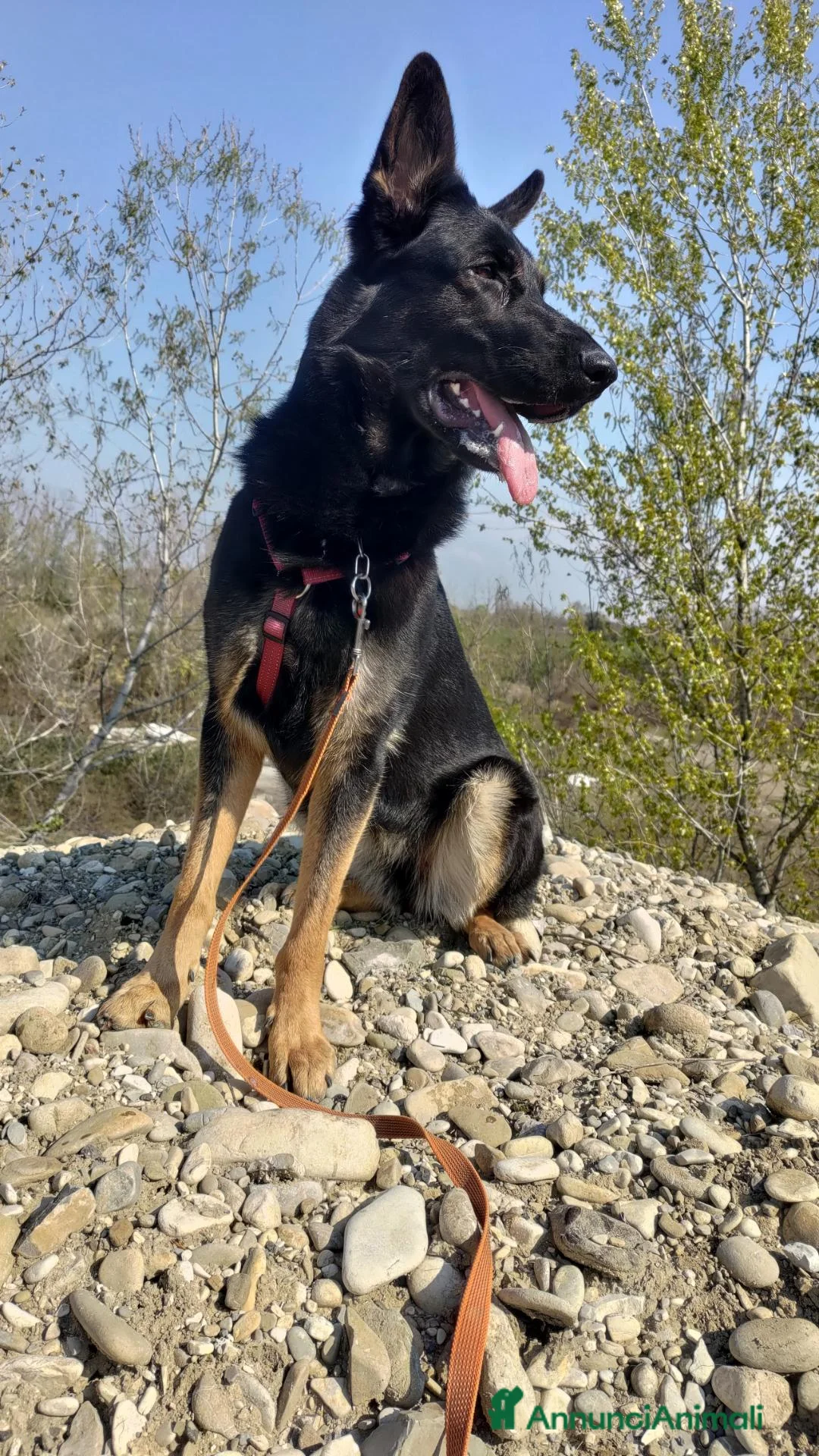 Pastore Tedesco cani in vendita: Pastore Tedesco da Lavoro Femmina - Annuncio 6