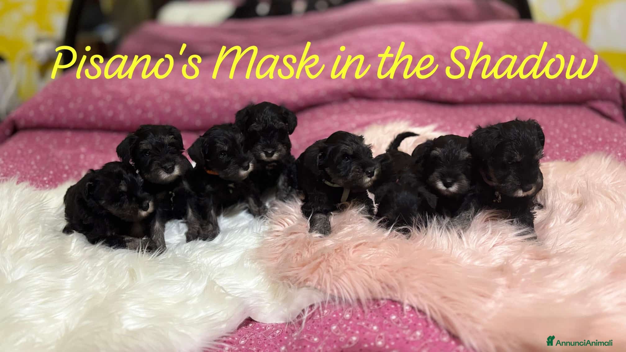 Mini Schnauzer cani Cuccioli Schnauzer Nano Nero Argento a Province of Varese - Annuncio 1