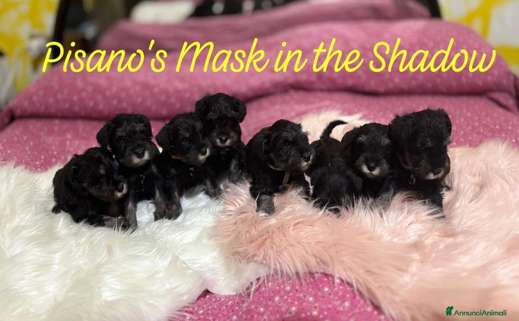 Mini Schnauzer cani a Province of Varese - Annuncio 1