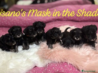 Mini Schnauzer cani Cuccioli Schnauzer Nano Nero Argento a Province of Varese - Annuncio 16