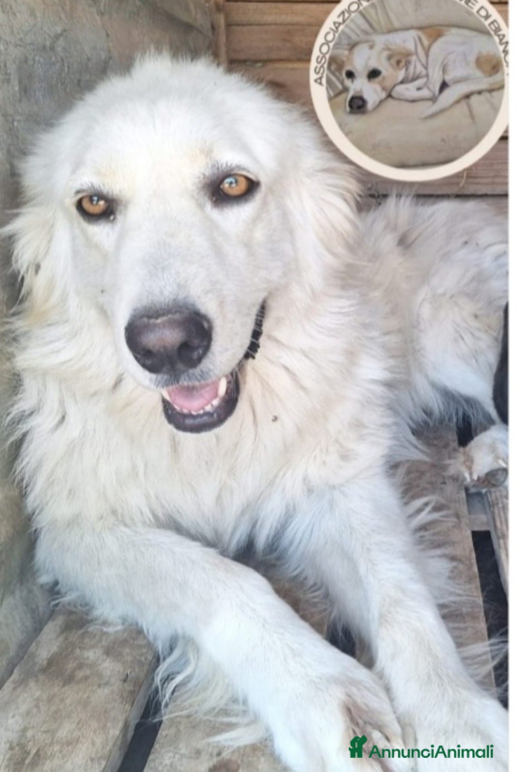 Meticcio cani Mix Maremmana 2anni occhi ambra,in box da cucciola - Annuncio 12