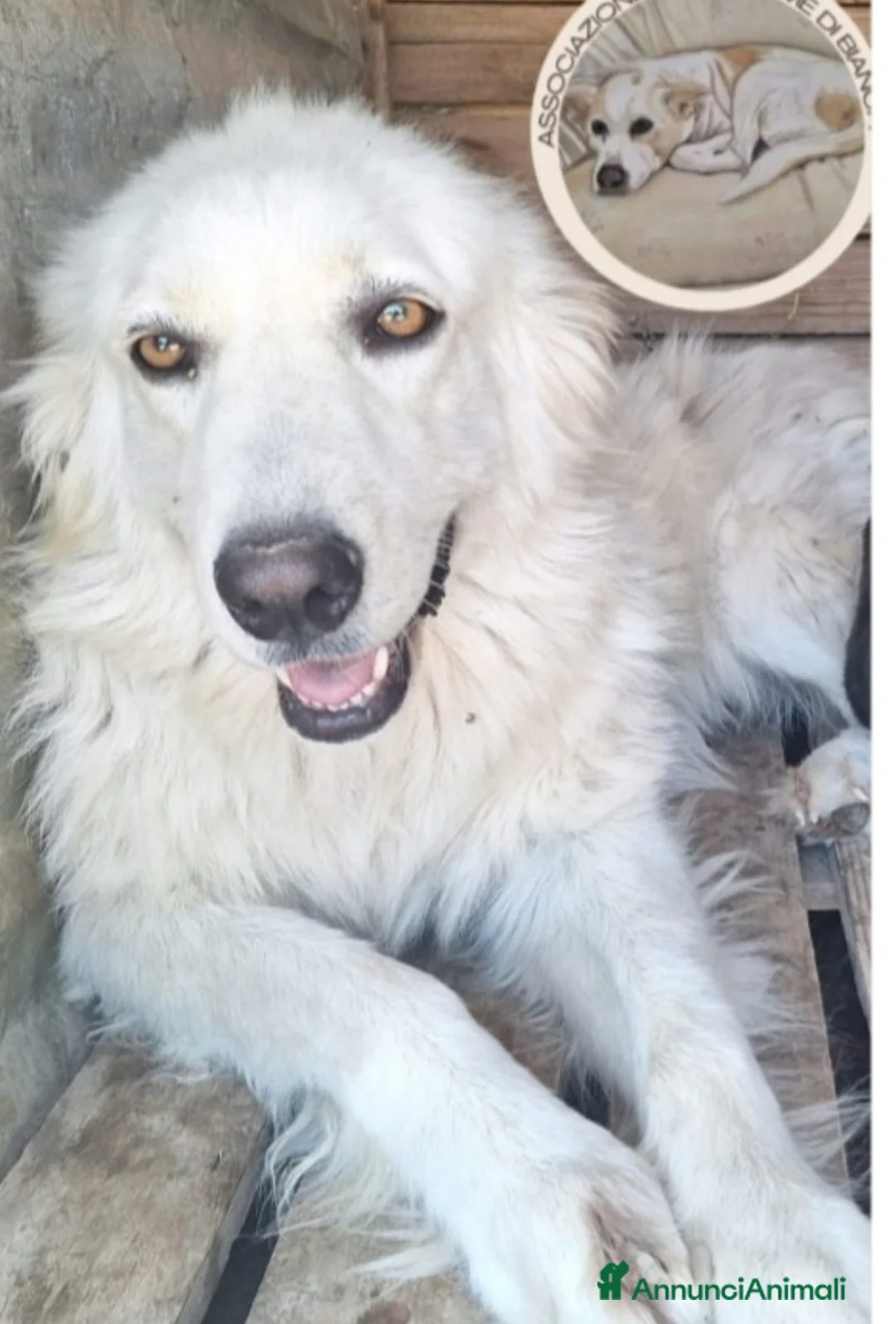 Meticcio cani in regalo: Mix Maremmana 2anni occhi ambra,in box da cucciola - Annuncio 1