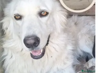 Meticcio cani Mix Maremmana 2anni occhi ambra,in box da cucciola - Annuncio 12