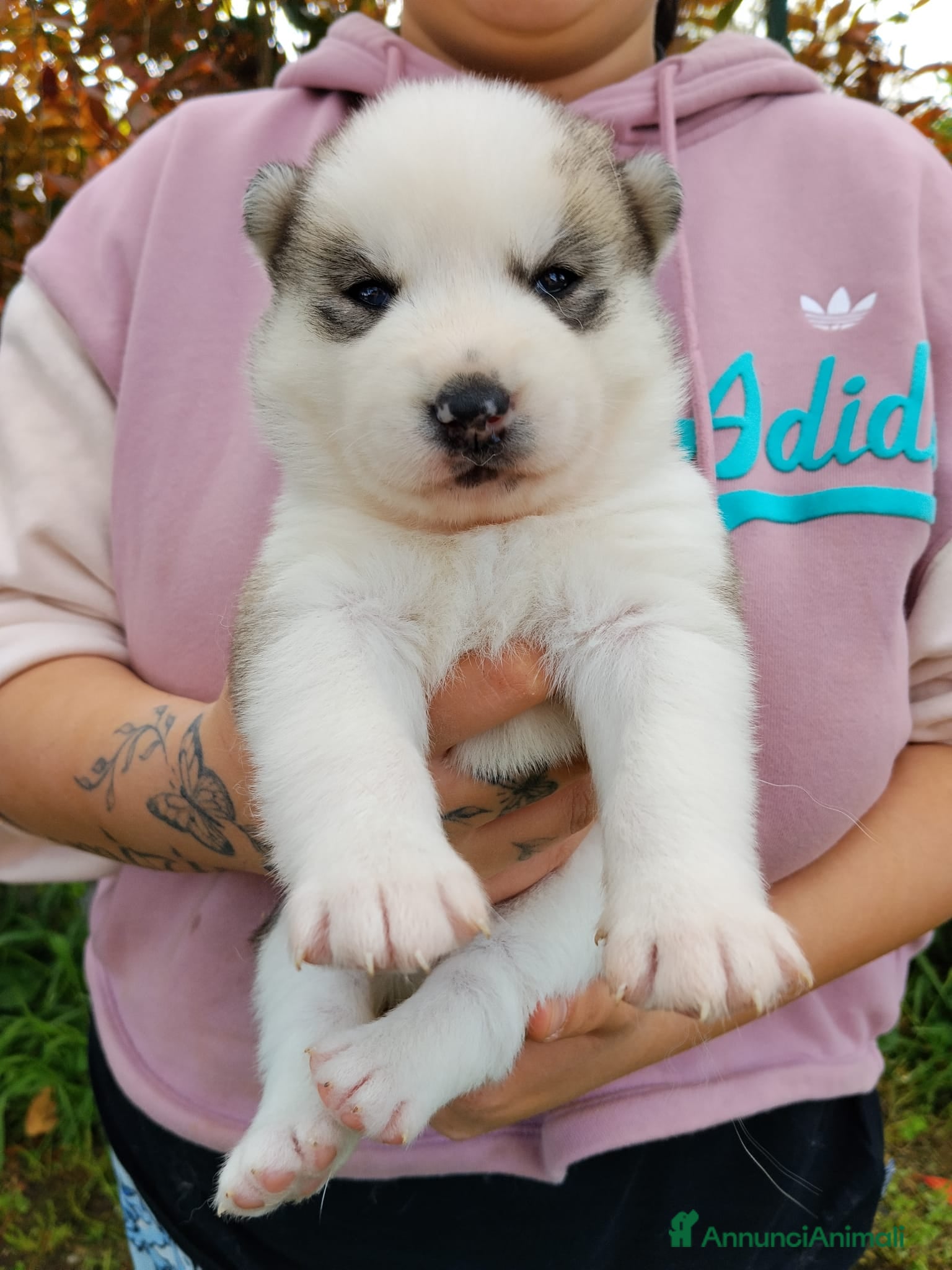 Husky cani Siberian Husky  - Annuncio 3