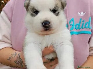 Husky cani Siberian Husky - Annuncio 3