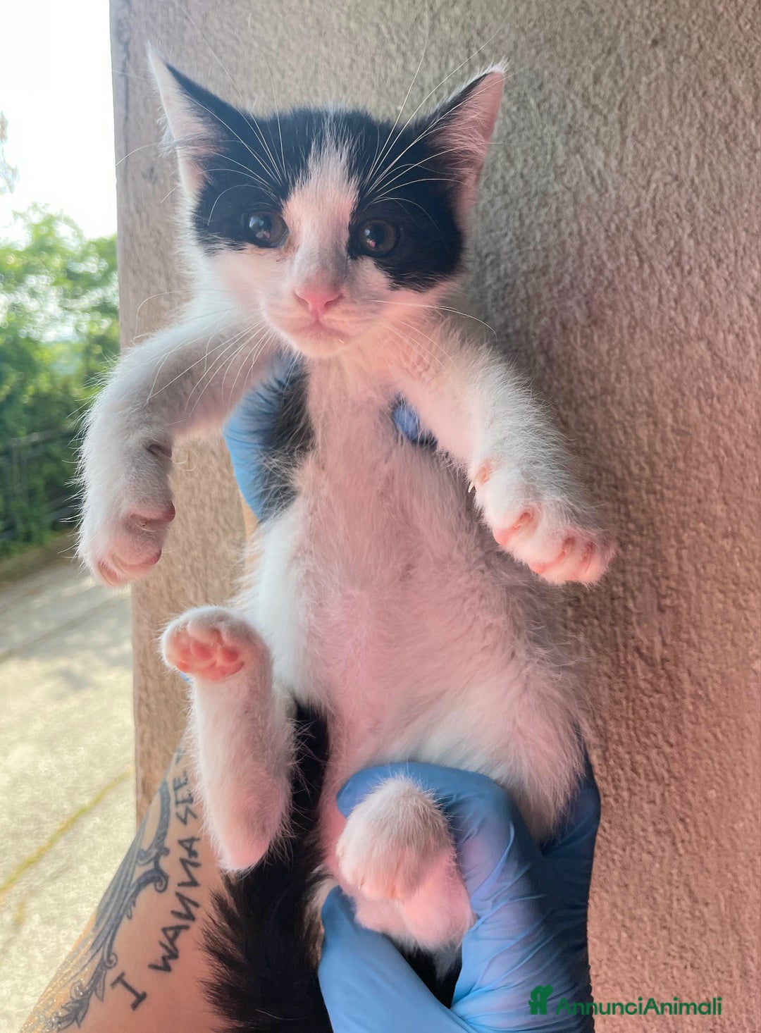 Meticcio gatti in regalo: Jasper gattino di 2 mesi a Provincia di Teramo - Immagine 5
