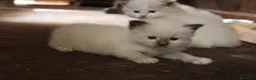 Ragdoll gatti in vendita: Ragdoll cuccioli con pedigree  - Annuncio 5