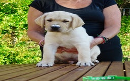 Labrador cani in vendita: Cuccioli di Labrador Retriever a Provincia di Prato - Immagine 2