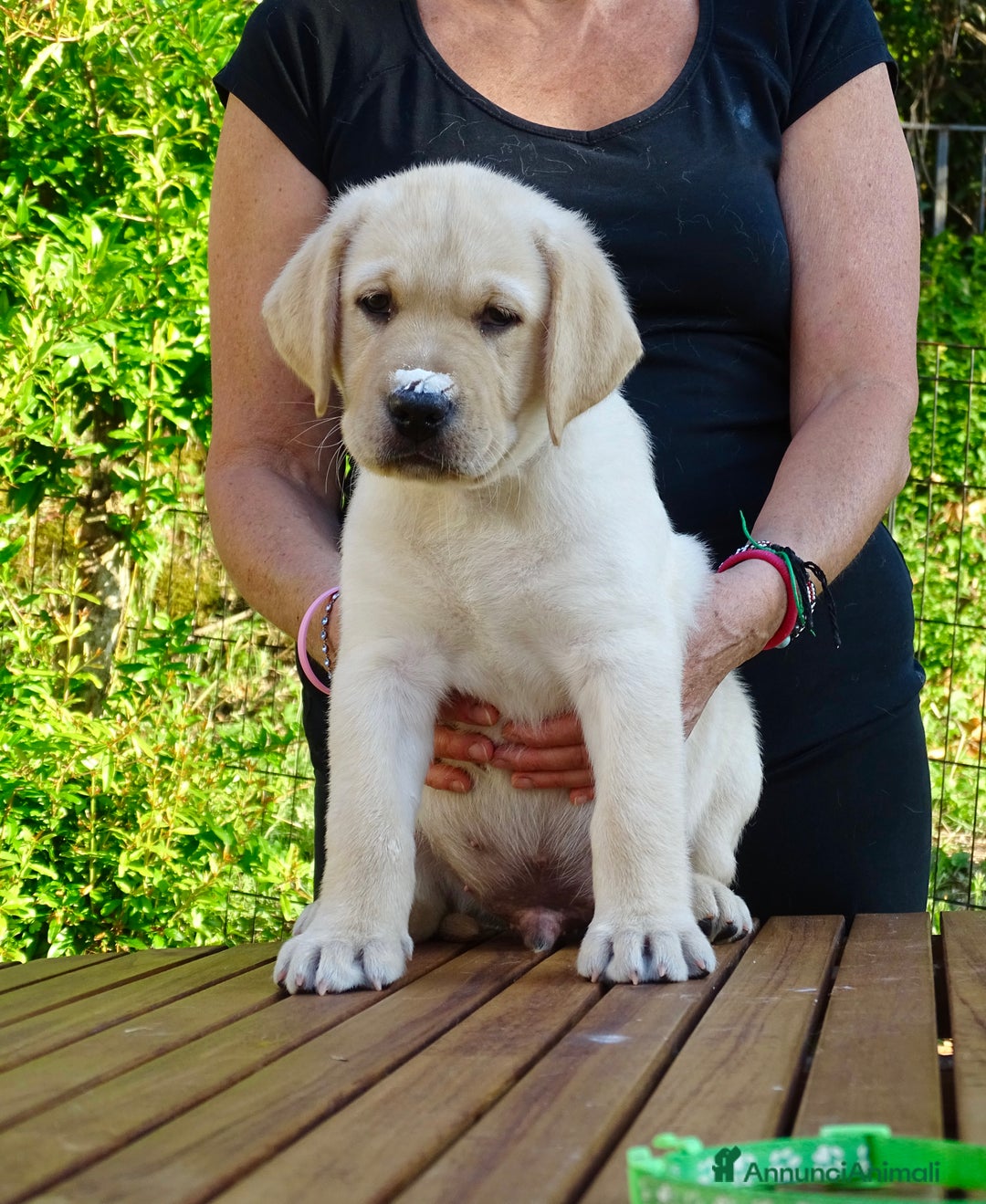 Labrador cani in vendita: Cuccioli di Labrador Retriever a Provincia di Prato - Immagine 2