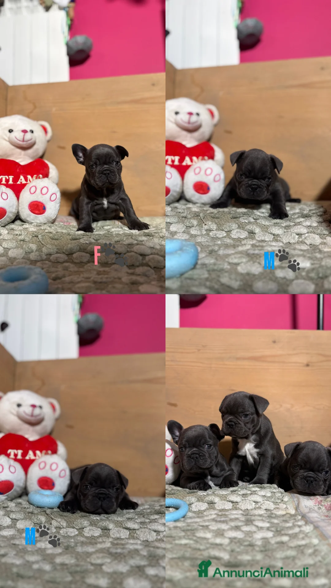 Bulldog Francese cani in vendita: Cuccioli di Bulldog Francese - Annuncio 3