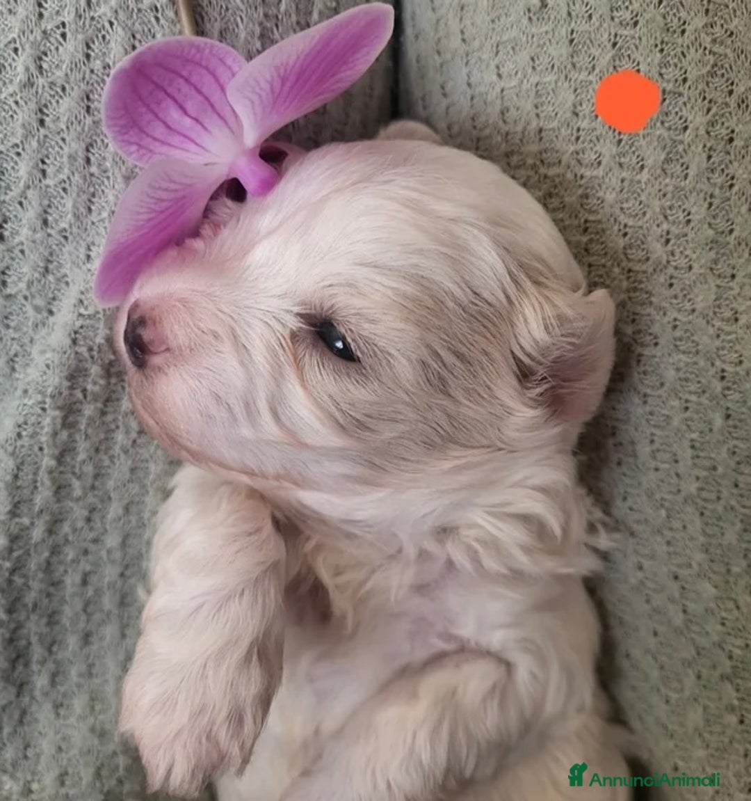 Meticcio cani in vendita: Cuccioli Toy Maltipoo - Annuncio 9