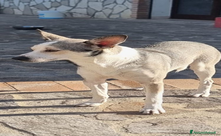 Meticcio cani  Neve - Annuncio 13