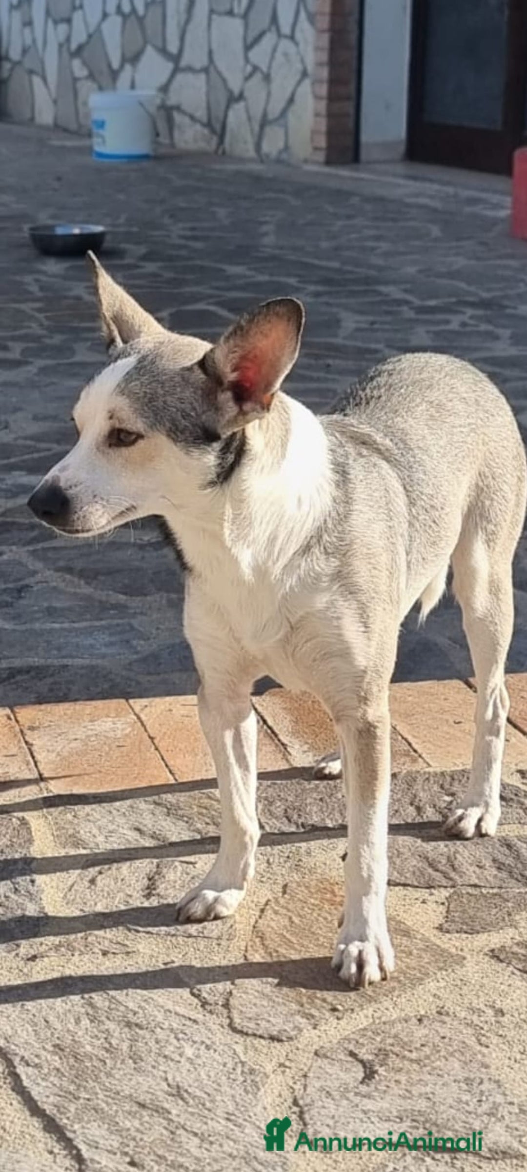 Meticcio cani in regalo:  Neve - Annuncio 1