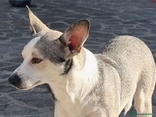 Meticcio cani Neve - Annuncio 31