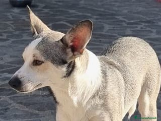 Meticcio cani Neve - Annuncio 26