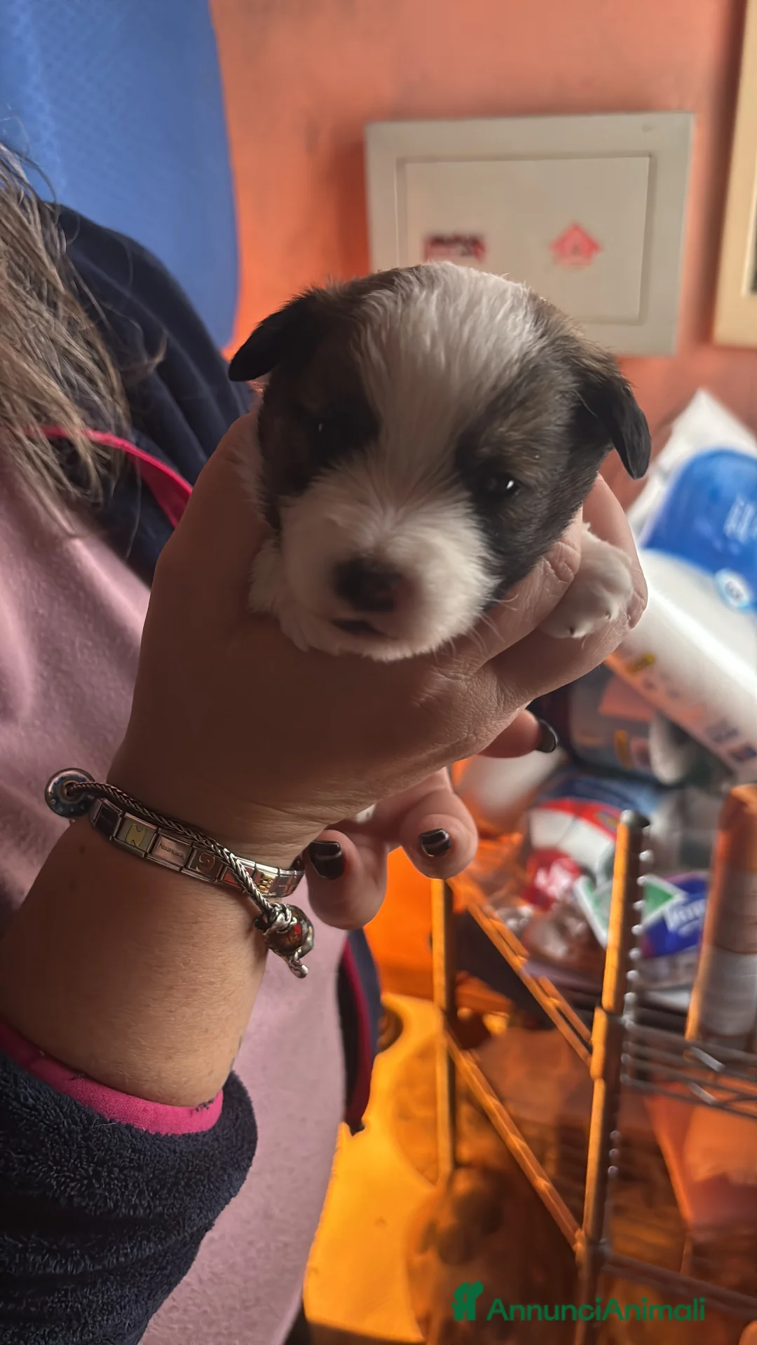 Jack Russell cani in vendita: Cuccioli dí jack russel terrier - Annuncio 5