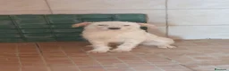 Spinone cani in regalo: George cucciolo di Spinoncino in Canile a Catania - Annuncio 1
