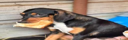 Meticcio cani in regalo: 4 CUCCIOLI simpaticissimi e coccoloni in canile! - Annuncio 10