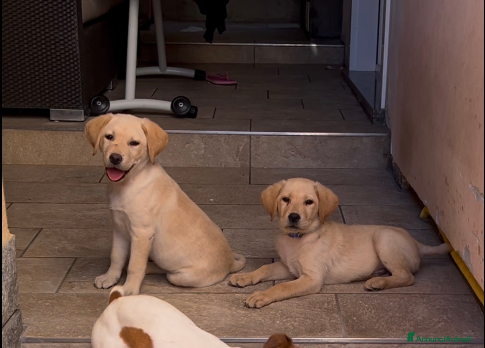 Labrador cani Ultimo cucciolo di Labrador  - Annuncio 4