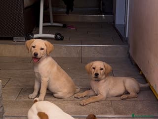 Labrador cani Ultimo cucciolo di Labrador - Annuncio 10