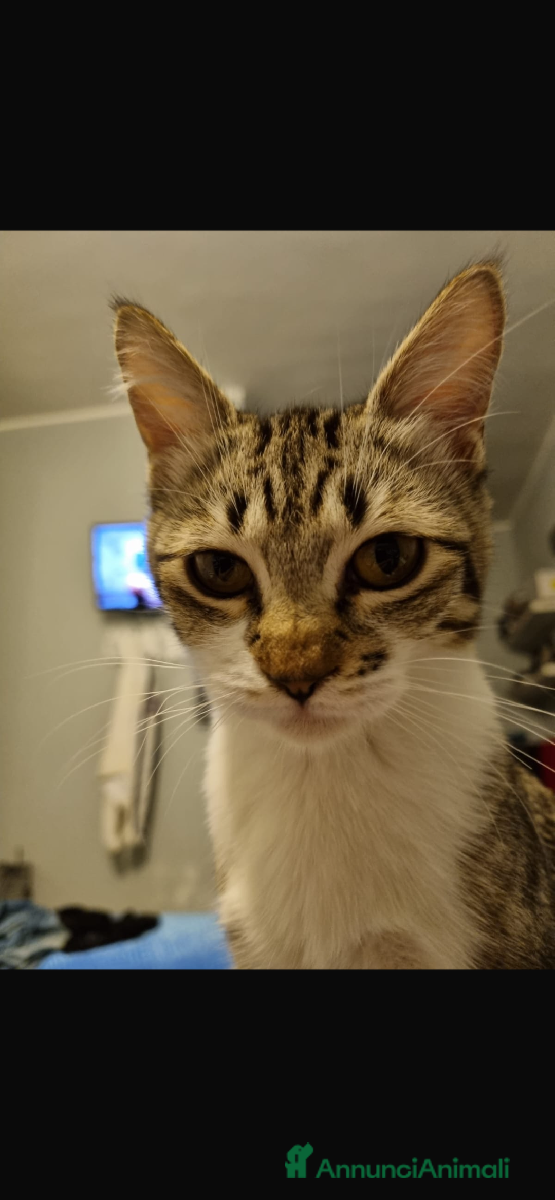 Altre razze gatti in regalo: Regalo due gatte di 3 anni  - Annuncio 1