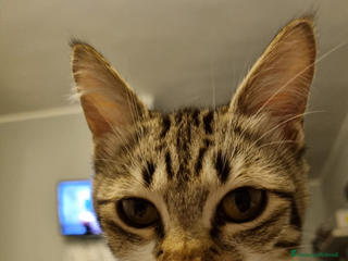 Altre razze gatti Regalo due gatte di 3 anni - Annuncio 8