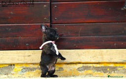 Bulldog Francese cani in vendita: Femmina bringee bouledogue francese  - Immagine 1