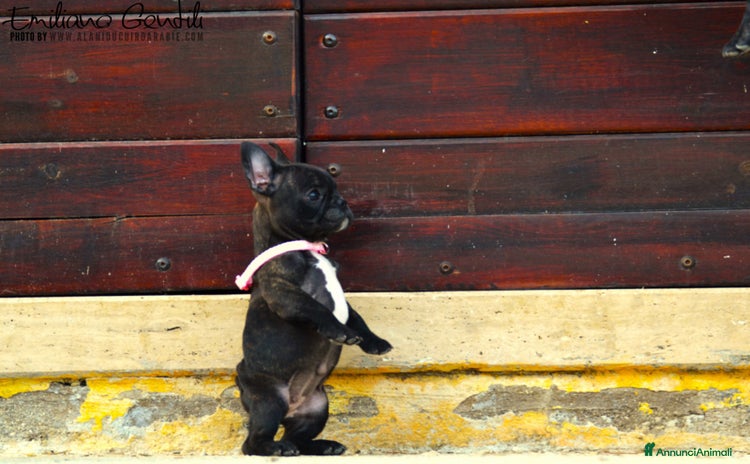 Bulldog Francese cani - Annuncio 13