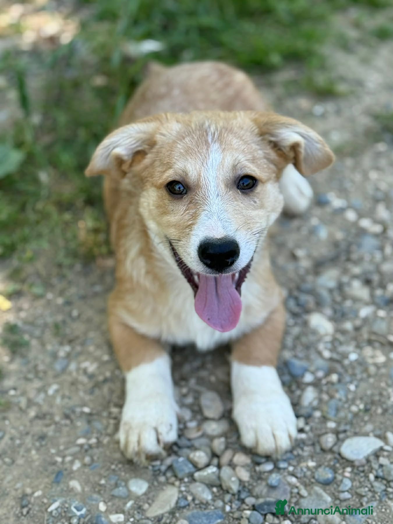 Meticcio cani VITO, tenerissimo cucciolo TG MEDIO PICCOLA! - Annuncio 5