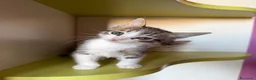 Europeo gatti in regalo: Gattini trovatelli  - Annuncio 2