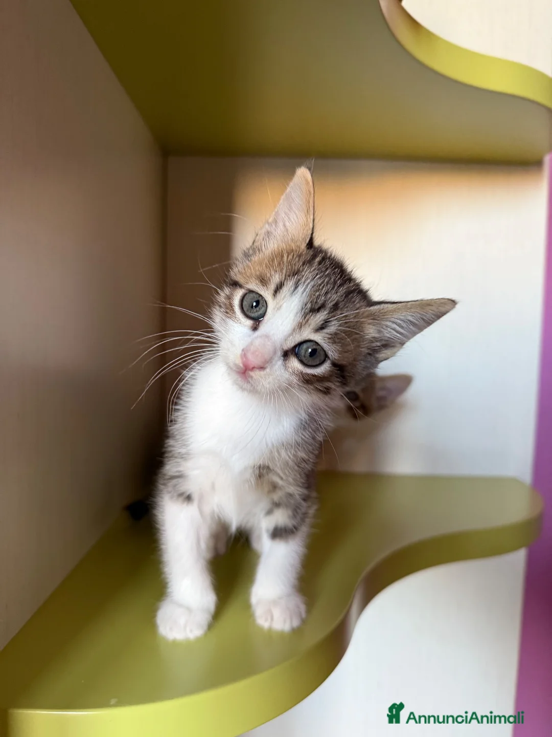 Europeo gatti in regalo: Gattini trovatelli  - Annuncio 2