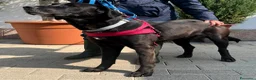 Meticcio cani in regalo: ELIJA LABRADOR - Annuncio 3