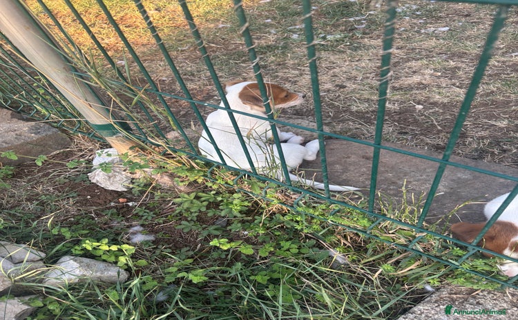 Jack Russell cani a Città metropolitana di Roma Capitale - Annuncio 14