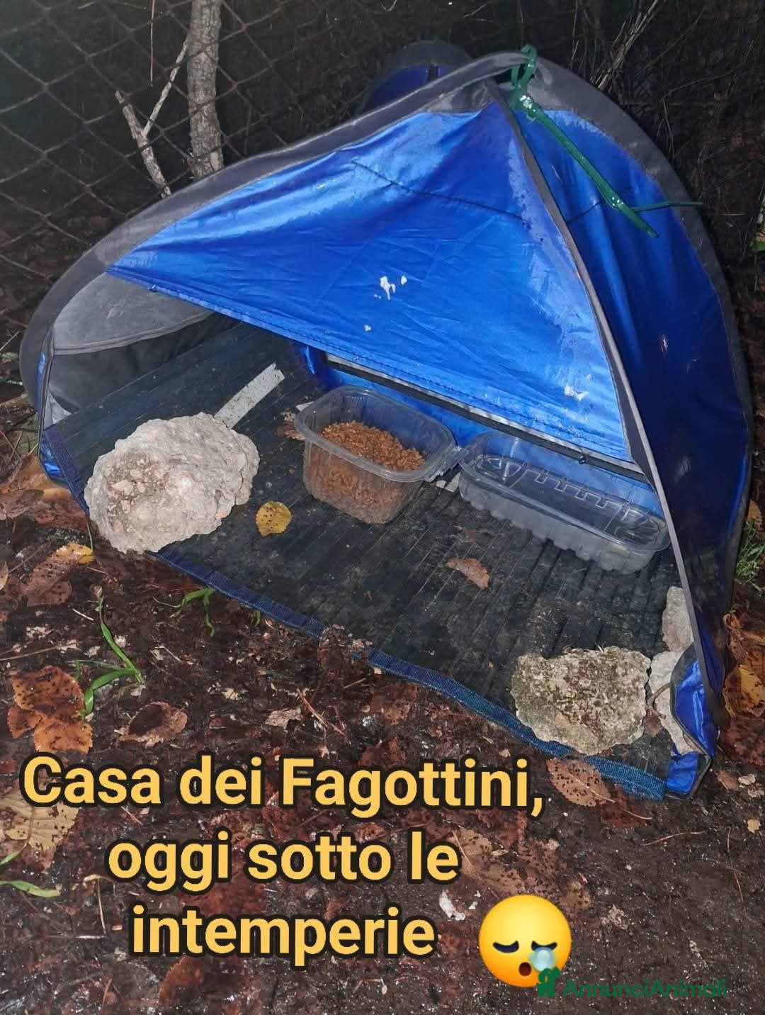 Europeo gatti in regalo: I FAGOTTINI DOLCISSIMI GATTINI - Annuncio 3