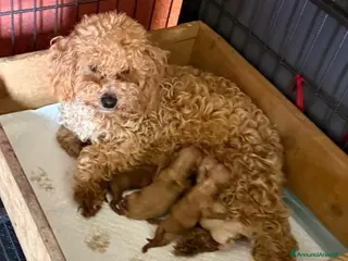 Barboncino cani Splendidi cuccioli di Barboncino - Annuncio 2
