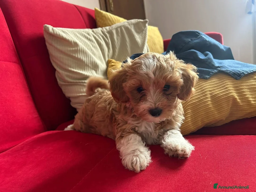 Maltipoo cani in vendita: Maltipoo  - Annuncio 1