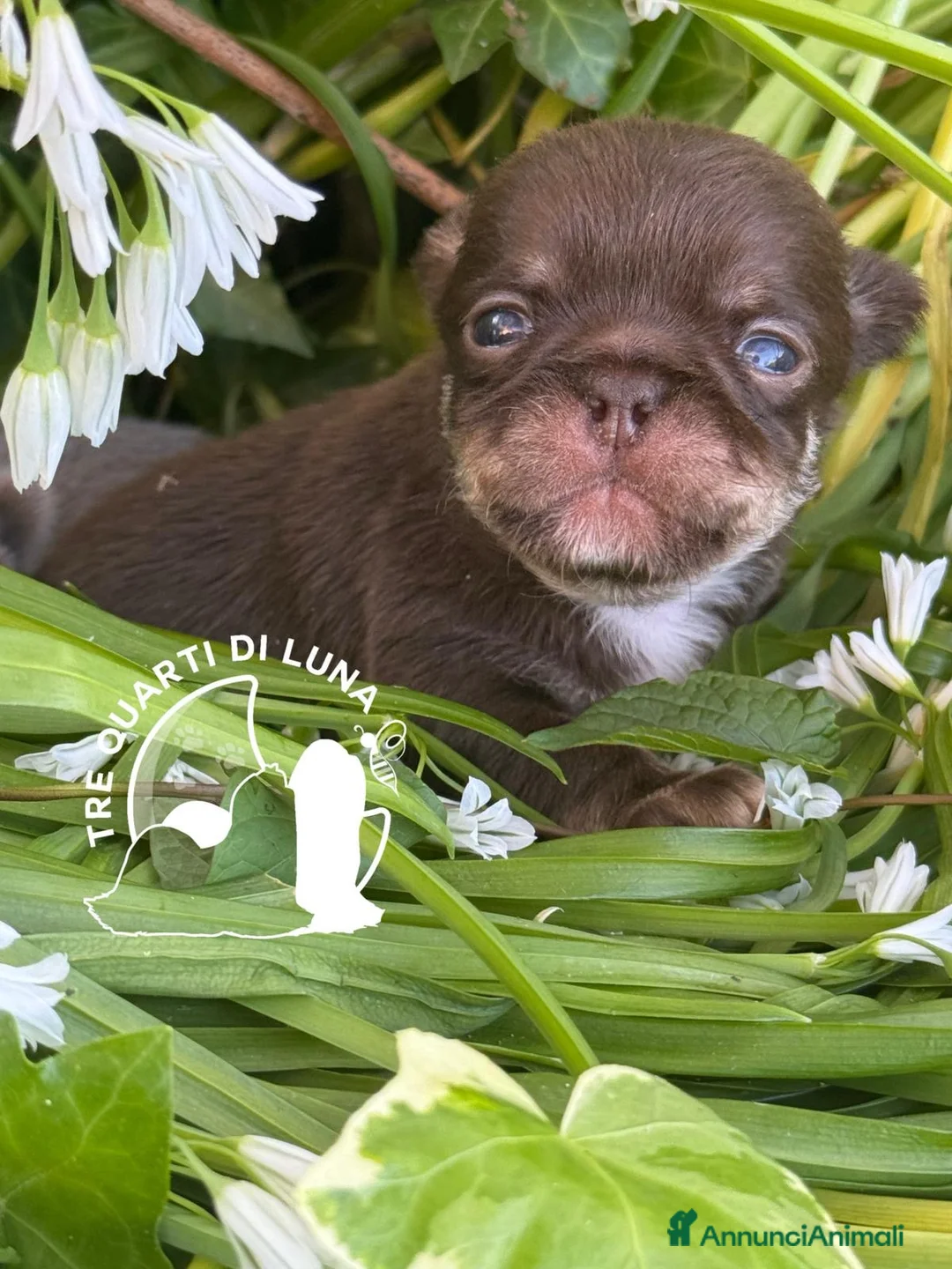 Chihuahua cani in vendita: Chihuahua Trequartidiluna - Annuncio 2
