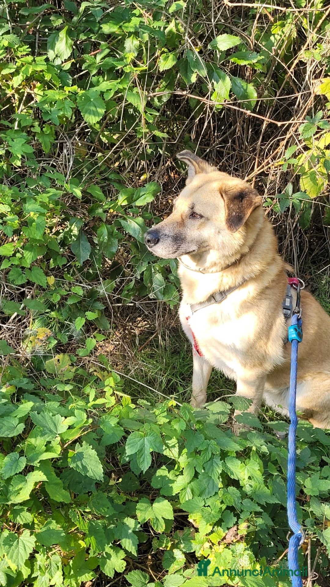 Meticcio cani in regalo: Splendida meticcia - RAJA a Città metropolitana di Milano - Annuncio 6