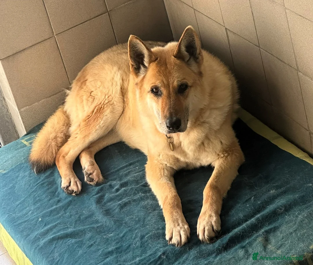 Meticcio cani in regalo: LUPA PASTORE TEDESCO - Annuncio 1