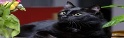 Europeo gatti in regalo: Due gattini in cerca di casa a Città metropolitana di Milano - Annuncio 4