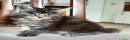 Maine Coon gatti in vendita: Maine coon - Annuncio 8