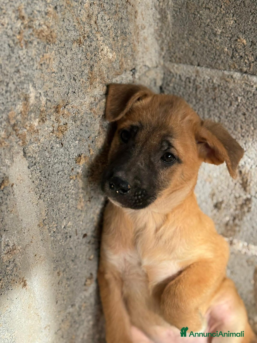 Altre razze cani in regalo: MARVEL, MODESTO, MURDOK,MAYA,MOIRA, MARLENE E MUSO - Annuncio 7