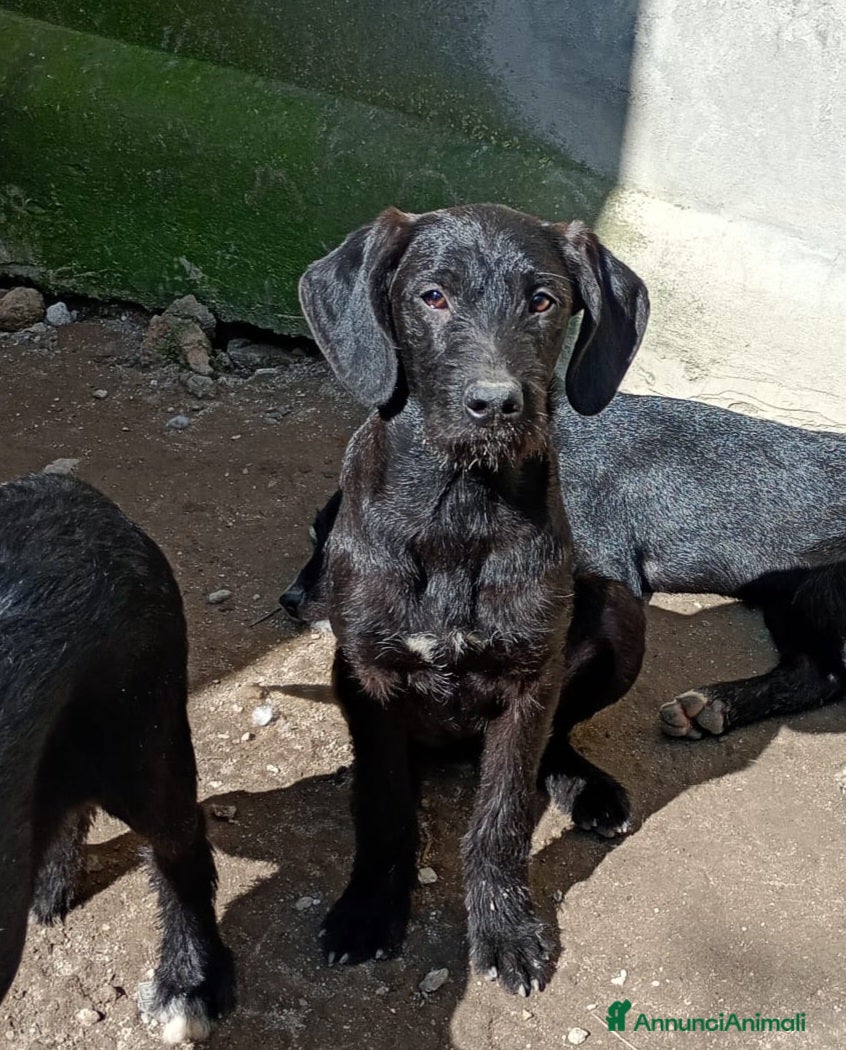 Meticcio cani SYRIA ASPETTA UNA MAMMA  - Annuncio 10